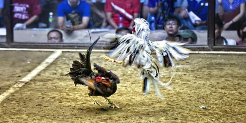 33wim qq88 bắn cá