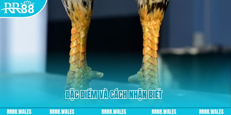 33wim trực tiếp đá gà campuchia