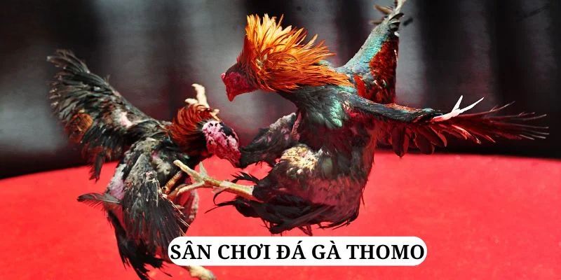 33wim trực tiếp xổ số miền bắc